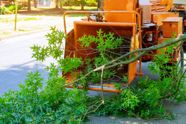 Best Best Tree Removal Services  in Granite Falls, NC